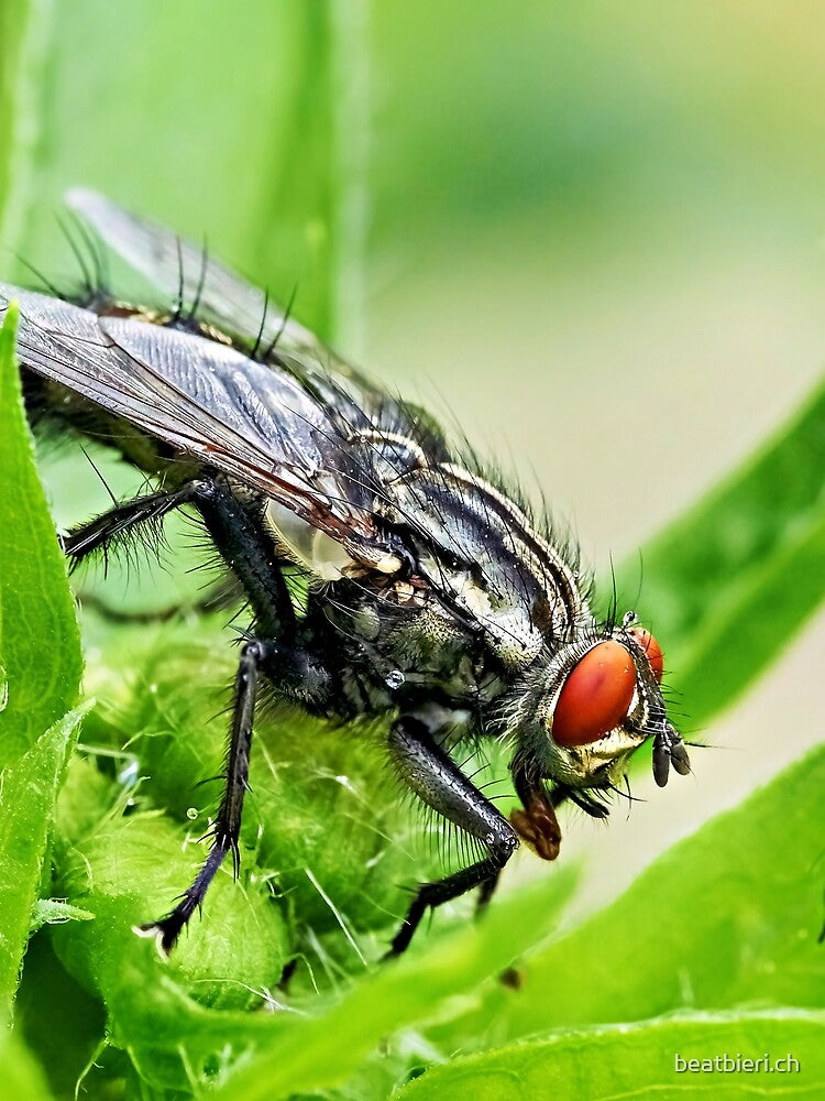 Fly – Fascinating details of a small insect by beatbieri.ch