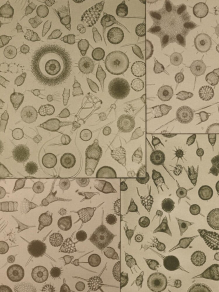 Diatom Design by BlueSpecsStudio