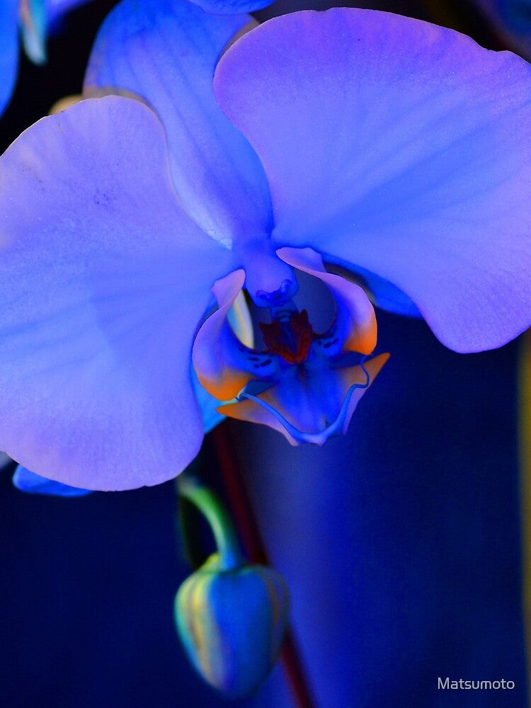 Blue Diamond Orchid # 1 by Matsumoto