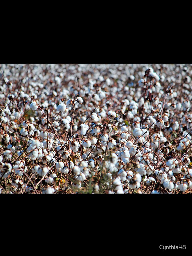 NC Cotton by Cynthia48