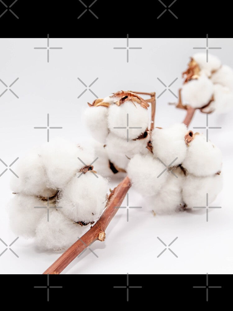 cotton flowers on a branch by nataliavavilina