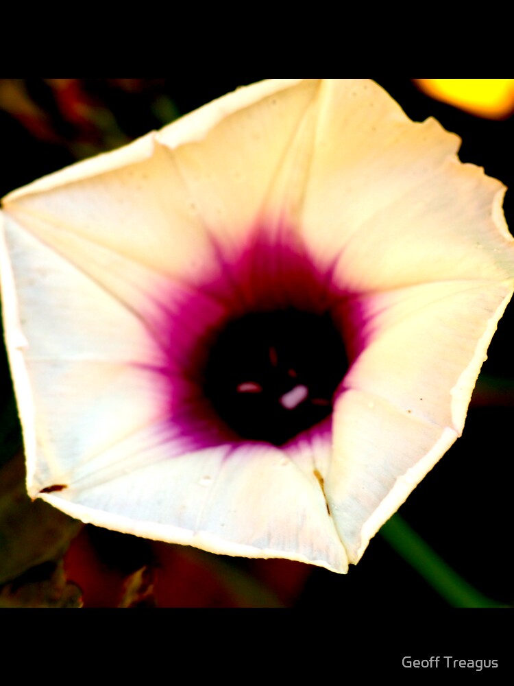 Sweet Potato Flower 1 by Geoff Treagus