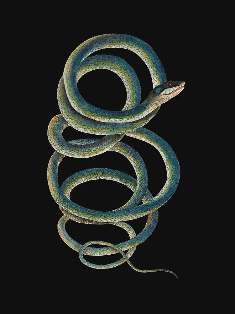 Vintage Snake Illustration by elinaarbidane