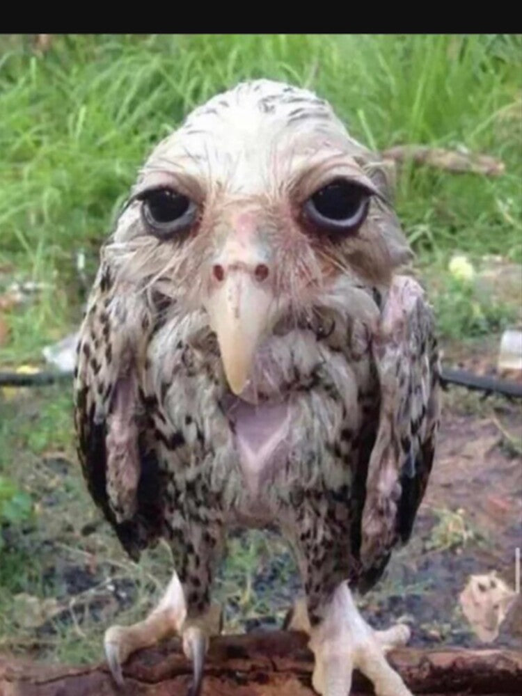 Wet Owl Meme Essential by NaudvanderMeer