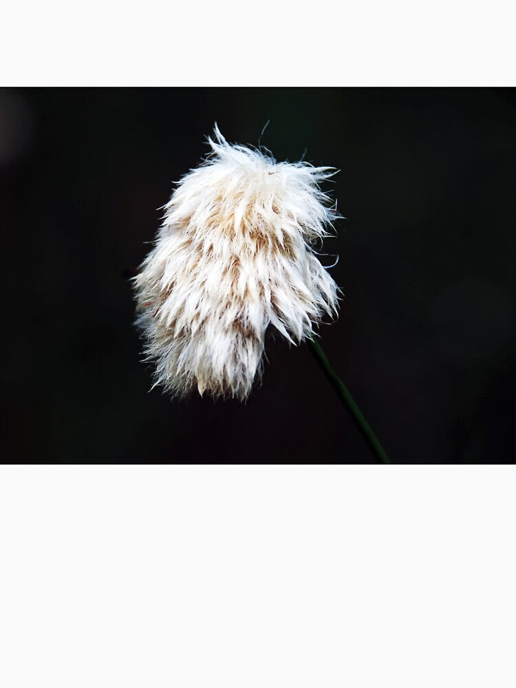 Cotton Grass by Deb Oppermann