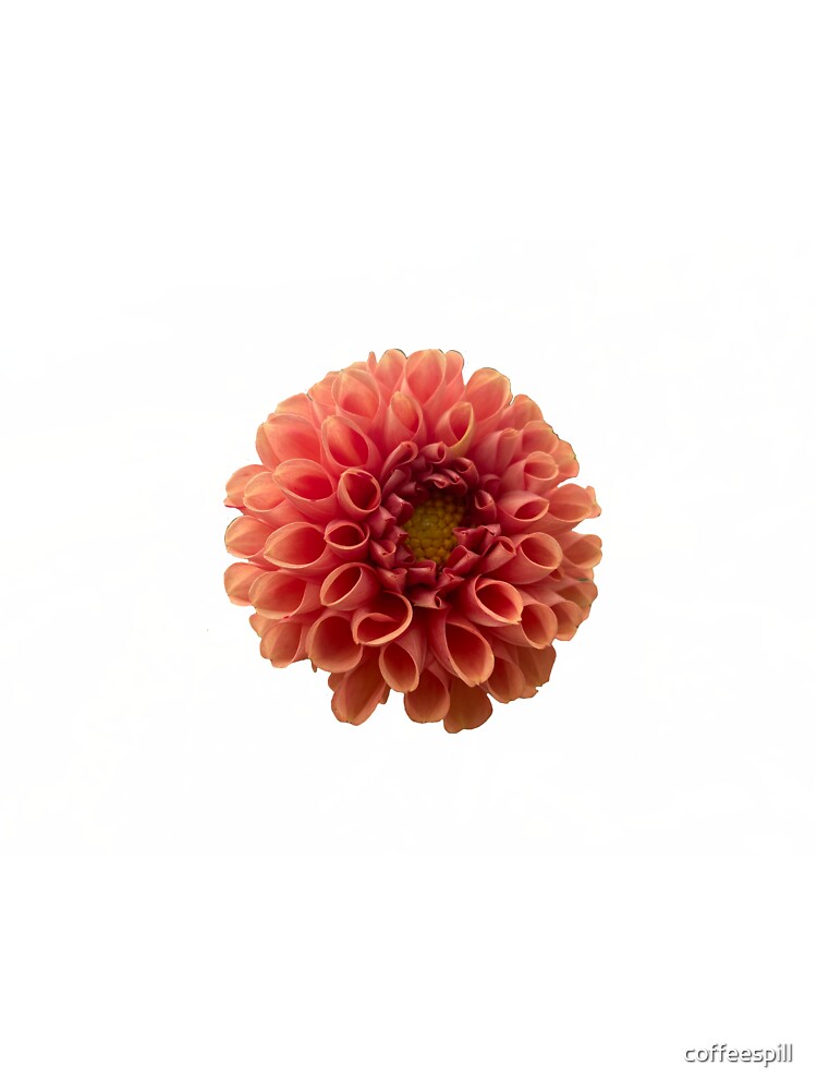 pink flower photography by coffeespill